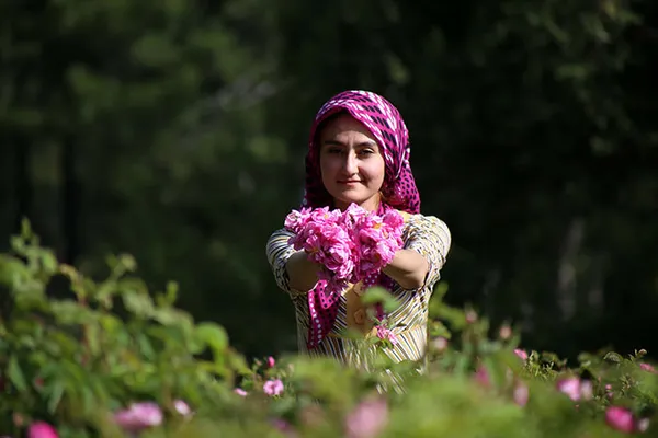Gül Yağı Üretiminde Gelenekselden Moderne Yolculuk