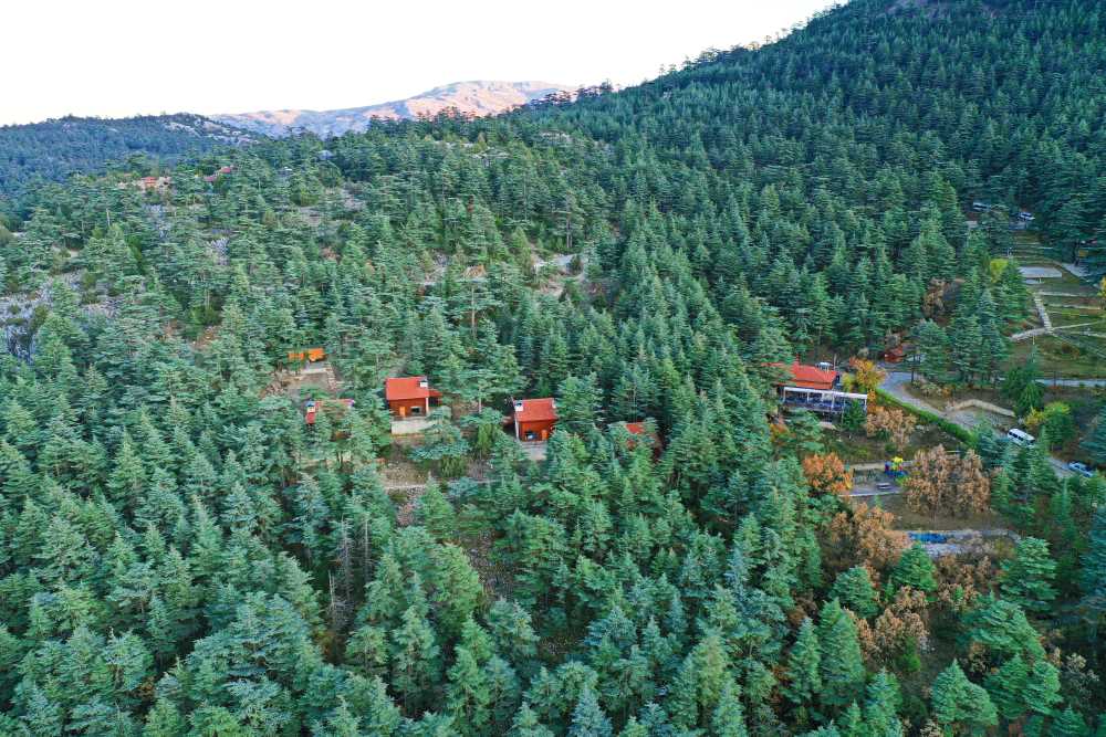 Şarkikaraağaç Kızıldağ Milli Parkı: Mavi Sedir Ormanlarının Sırrı