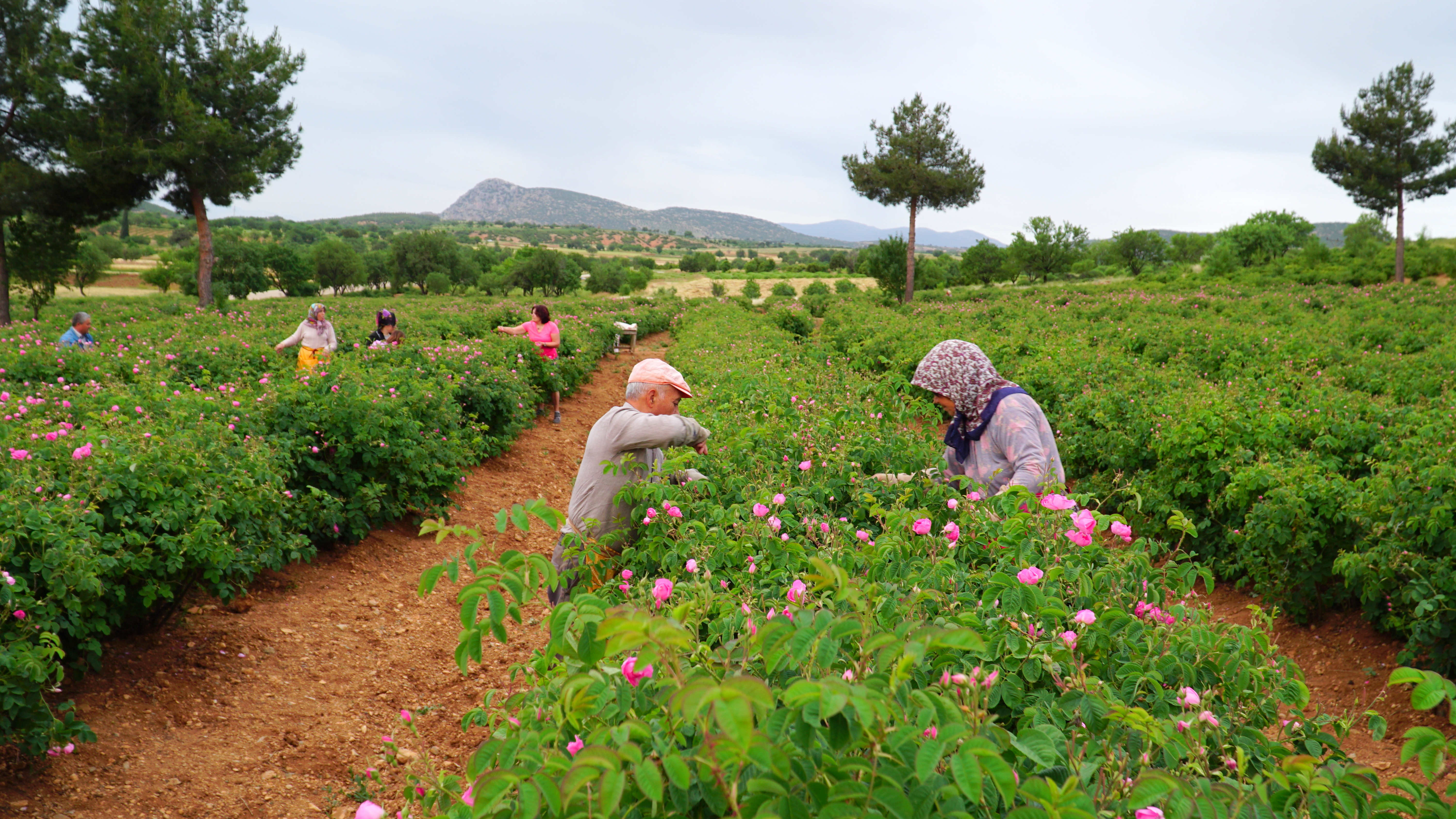 Gül Hasadı Zamanı Gezilmesi Gereken Bahçe Rotaları: Pembe Bir Yolculuk