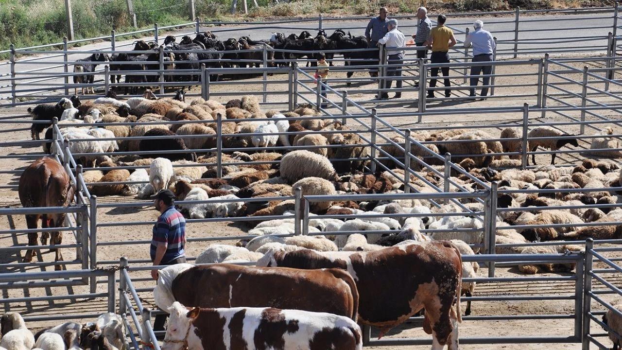 Kurban Bayramı’nda Isparta’da Hayvan Pazarları ve Kesim Alanları